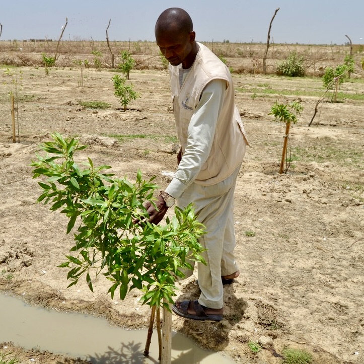 “People planting young trees in the ground”