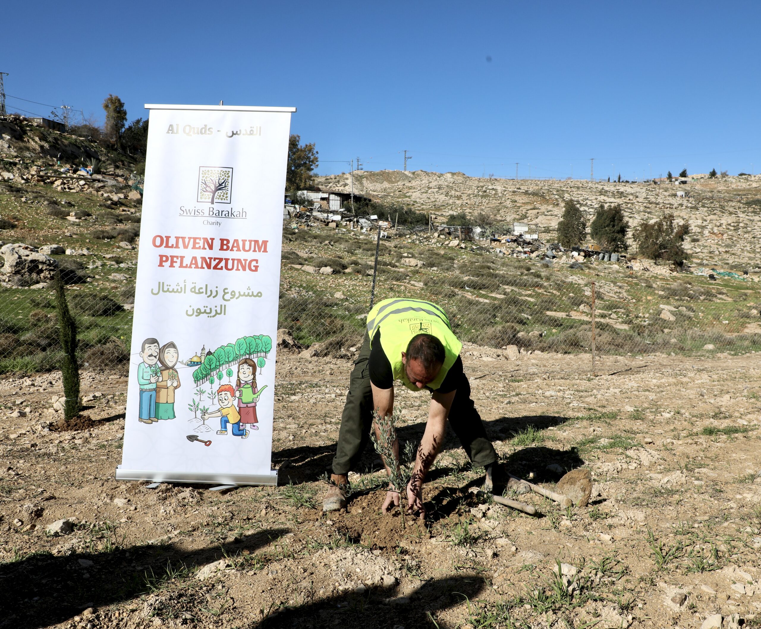 Un homme plante un olivier à Quds dans le cadre d'un projet de don d'arbres et de solidarité.