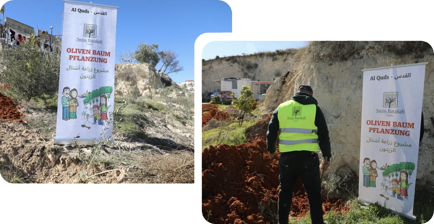 Un homme plante des oliviers à Quds dans le cadre d'un projet de Barakah Charity.