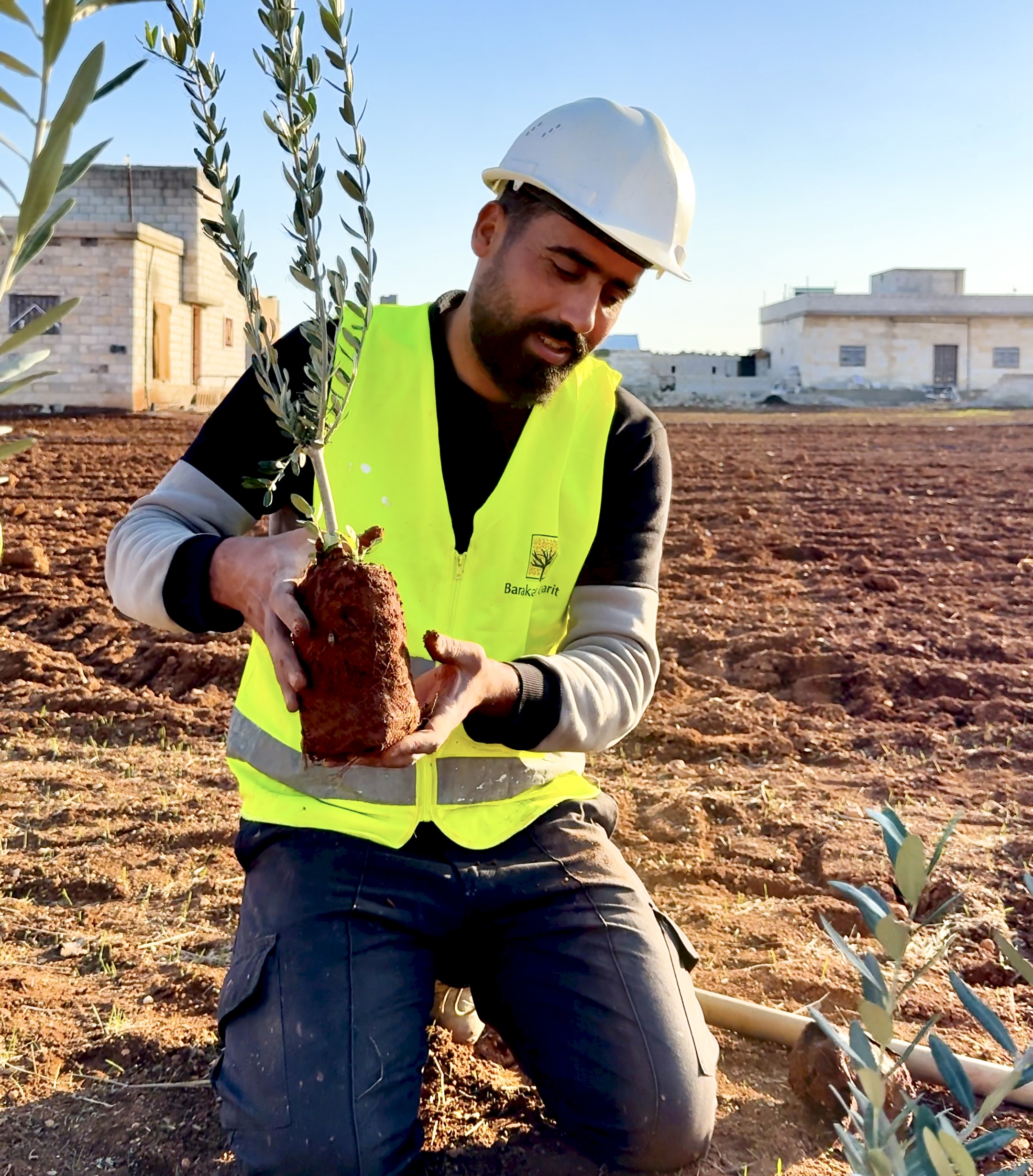 Man planting an olive tree in a Syrian refugee camp