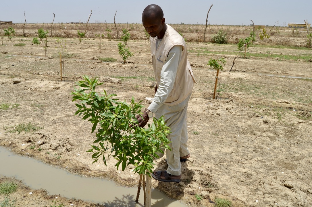 Un operatore che si prende cura di un giovane albero appena piantato vicino a un canale di irrigazione in una zona arida dell'Africa.